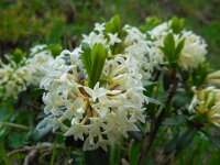 Daphne glomerata 3, Saxifraga-Ed Stikvoort