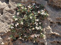 Daphne jasminea 2, Saxifraga-Harry Jans