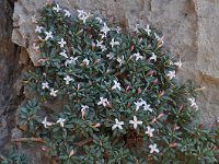 Daphne jasminea 4, Saxifraga-Harry Jans