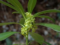 Daphne laureola 1, Zwart peperboompje, Saxifraga-Jan van der Straaten