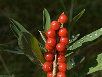 Daphne mezereum 10, Rood peperboompje, Saxifraga-Jan van der Straaten
