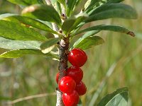 Daphne mezereum 12, Rood peperboompje, Saxifraga-Jan van der Straaten