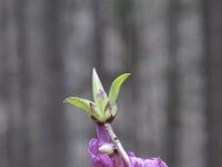 Daphne mezereum 15, Rood peperboompje, Saxifraga-Rob Felix : Plantae, Plants, planten