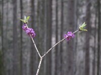 Daphne mezereum 17, Rood peperboompje, Saxifraga-Rob Felix : Plantae, Plants, planten