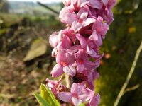 Daphne mezereum 23, Rood peperboompje, Saxifraga-Rutger Barendse