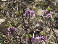 Daphne mezereum 28, Rood peperboompje, Saxifraga-Willem van Kruijsbergen