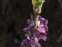 Daphne mezereum 3, Rood peperboompje, Saxifraga-Jan van der Straaten