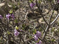 Daphne mezereum 30, Rood peperboompje, Saxifraga-Willem van Kruijsbergen