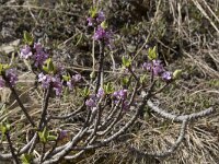 Daphne mezereum 31, Rood peperboompje, Saxifraga-Willem van Kruijsbergen