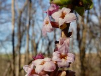 Daphne mezereum 35, Rood peperboompje, Saxifraga-Ed Stikvoort