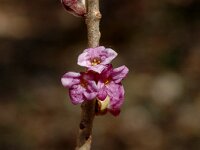 Daphne mezereum 4, Rood peperboompje, Saxifraga-Jan van der Straaten