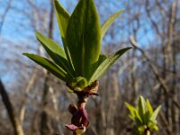 Daphne mezereum 41, Rood peperboompje, Saxifraga-Ed Stikvoort