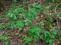 Daphne mezereum 43, Rood peperboompje, Saxifraga-Ed Stikvoort