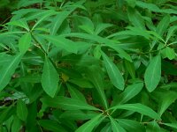 Daphne mezereum 44, Rood peperboompje, Saxifraga-Ed Stikvoort
