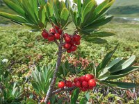 Daphne mezereum 45, Rood peperboompje, Saxifraga-Harry Jans