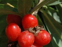 Daphne mezereum 5, Rood peperboompje, Saxifraga-Jan van der Straaten
