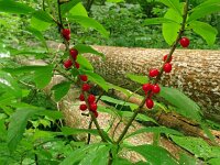 Daphne mezereum 50, Rood peperboompje, Saxifraga-Hans Grotenhuis
