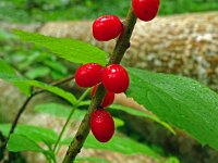 Daphne mezereum 51, Rood peperboompje, Saxifraga-Hans Grotenhuis