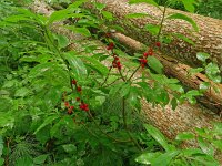 Daphne mezereum 52, Rood peperboompje, Saxifraga-Hans Grotenhuis