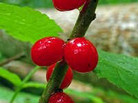 Daphne mezereum 53, Rood peperboompje, Saxifraga-Hans Grotenhuis
