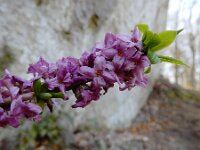 Daphne mezereum 54, Rood peperboompje, Saxifraga-Ed Stikvoort : Consdorfer Millen - Müllerthal - Berdorf - Echternach