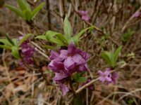Daphne mezereum 55, Rood peperboompje, Saxifraga-Ed Stikvoort : Müllerthal - Beaufort - Larochelle