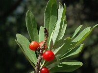 Daphne mezereum 6, Rood peperboompje, Saxifraga-Marijke Verhagen