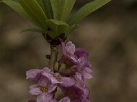 Daphne mezereum 8, Rood peperboompje, Saxifraga-Willem van Kruijsbergen