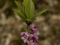 Daphne mezereum 9, Rood peperboompje, Saxifraga-Willem van Kruijsbergen