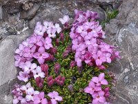 Daphne petraea 10, Saxifraga-Harry Jans