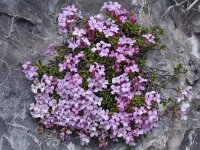 Daphne petraea 11, Saxifraga-Harry Jans