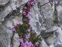 Daphne petraea 16, Saxifraga-Harry Jans