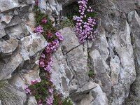 Daphne petraea 17, Saxifraga-Harry Jans