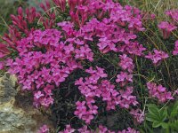 Daphne petraea 19, Saxifraga-Harry Jans