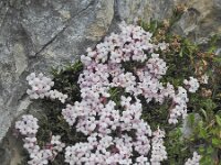 Daphne petraea 20, Saxifraga-Harry Jans