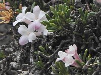 Daphne petraea 23, Saxifraga-Harry Jans