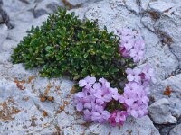 Daphne petraea 3, Saxifraga-Harry Jans