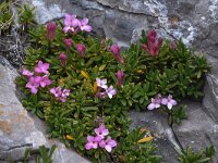 Daphne petraea 5, Saxifraga-Harry Jans