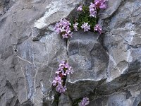 Daphne petraea 6, Saxifraga-Harry Jans