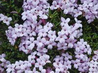 Daphne petraea 7, Saxifraga-Harry Jans