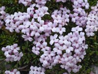 Daphne petraea 8, Saxifraga-Harry Jans