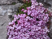 Daphne petraea 9, Saxifraga-Harry Jans