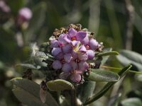 Daphne sericea 4, Saxifraga-Willem van Kruijsbergen