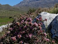 Daphne sericea 7, Saxifraga-Ed Stikvoort