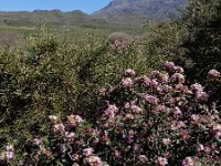 Daphne sericea 9, Saxifraga-Ed Stikvoort