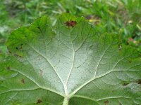 Darmera peltata 3, Saxifraga-Rutger Barendse