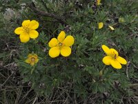 Dasiphora fruticosa 11, Struikganzerik, Saxifraga-Ed Stikvoort : Slieve Carran Coolorta Burren