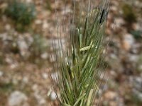 Dasypyrum villosum 2, Saxifraga-Jasenka Topic