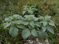 Datura innoxia 16, Saxifraga-Ed Stikvoort : A900