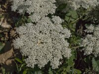 Daucus carota 13, Peen, Saxifraga-Willem van Kruijsbergen